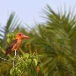 Sunderban wildlife