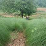 Agriculture Field- Kakrajhor