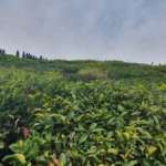 Green Tara Homestay- Tea garden