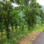 Greenary on Path- Kakrajhore