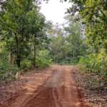 Inside of Forest- Kakrajhore