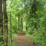 Joypur Forest