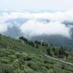 Nirvana Retreat- Kurseong-tea garden